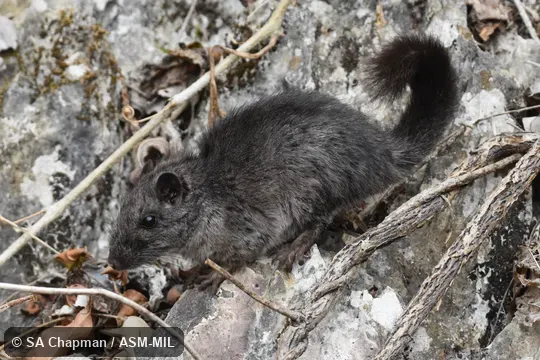 Also as Kha-nyou|Annamite Rat|Truong Son Rat.