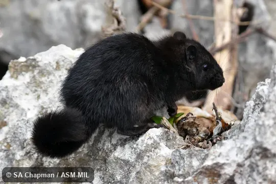 Also as Kha-nyou, Annamite Rat, Truong Son Rat.  Melanistic individual.