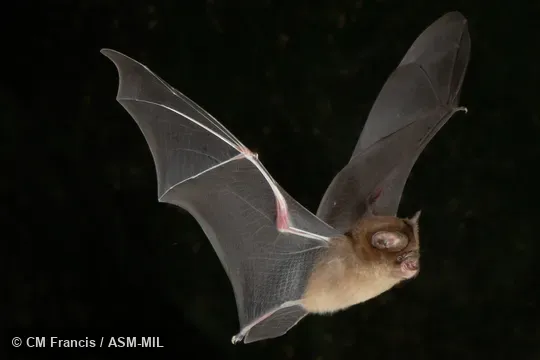 Hipposideros cervinus labuanensis.  Also as Fawn Horseshoe Bat · Fawn Roundleaf Bat · Gould's Leaf-nosed Bat · Fawn-colored Leaf-nosed Bat.