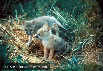 Two captive pups six weeks old Two captive pups six weeks old
