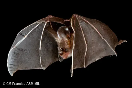 Megaderma spasma medium.  Also as Common Asian Ghost Bat, Lesser False Vampire, Malayan False-vampire.