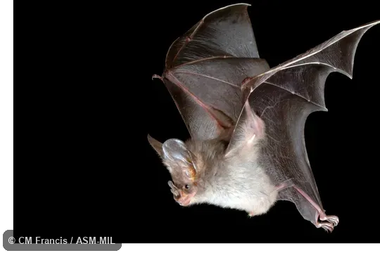 Megaderma spasma medium.  Also as Common Asian Ghost Bat, Lesser False Vampire, Malayan False-vampire.