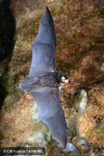 Also as Little Bent-winged Bat.  Formerly in Vespertilionidae.