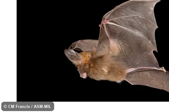 Also as Malayan Hollow-faced Bat