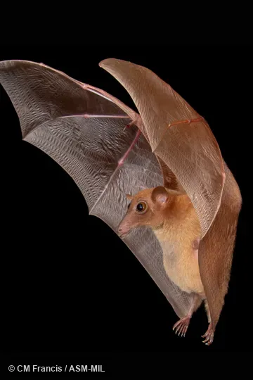 Also as Greater Long-nosed Blossom Bat, Greater Long-nosed Fruit Bat, Greater Long-tongued Fruit Bat, Greater Nectar Bat, Hill Long-tongued Blossom Bat, Hill Long-tongued Fruit Bat