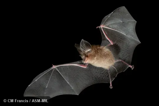 Also as Great-eared Horseshoe Bat
