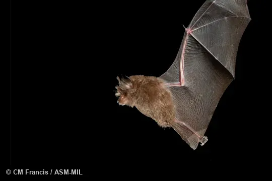 Rhinolophus robinsoni robinsoni.  Also as Peninsular Horseshoe Bat