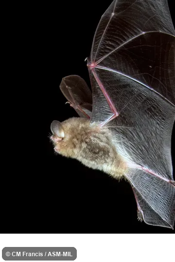 Also as Common Woolly Bat, Hardwicke’s Forest Bat