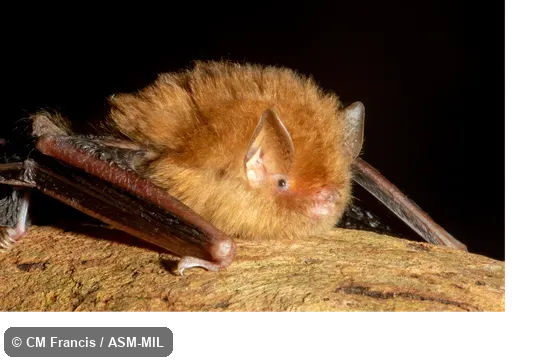Individual of 1005299