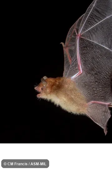 Murina suilla suilla.  Also as Lesser Tube-nosed Bat.