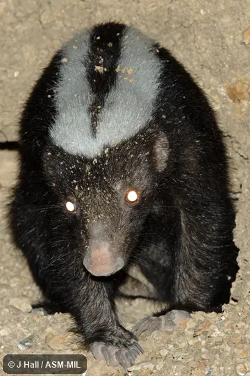 Individual of 1005806