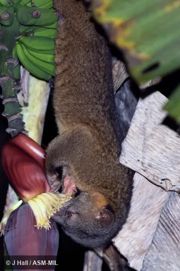 Individual of 1005882
