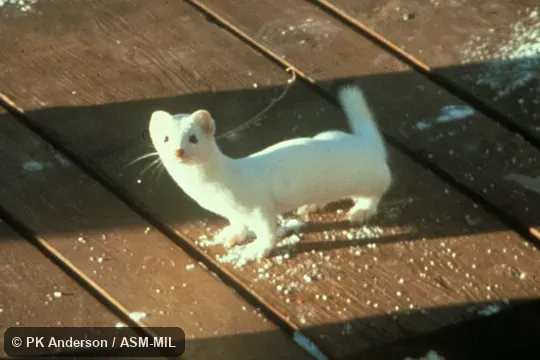 Side view in white winter coat.  Formerly Mustela erminea, Ermine|Stoat|Short-tailed Weasel.