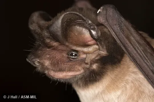 Formerly part of Eumops glaucinus.  Also as Chestnut Mastiff Bat|Wild Bonneted Bat.