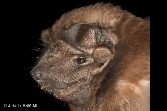 Formerly part of Molossus sinaloae.  Also as Alvarez's Free-tailed Bat.