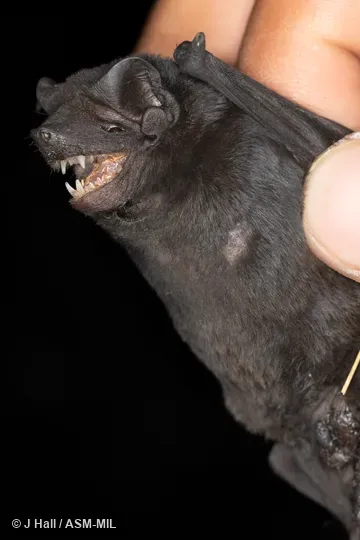 Formerly as Molossus currentium bondae.