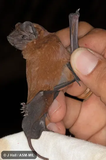 Also as Miller's Free-tailed Bat.