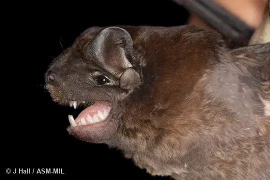 Also as Big-crested Free-tailed Bat|Crested Mastiff Bat.