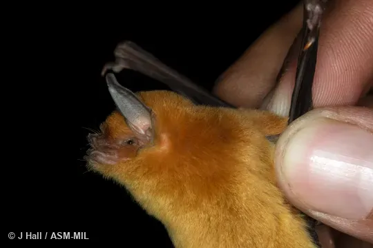 Also as Lesser Mustached Bat.