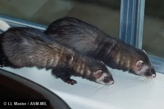 Side view of pair showing sexual size dimorphism.