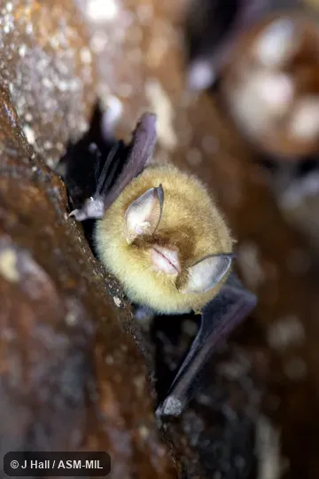 Formerly Natalus stramineus mexicanus.  Also as Mexican Greater Funnel-eared Bat.  Also as Natalus lanatus, Woolly Funnel-eared Bat.