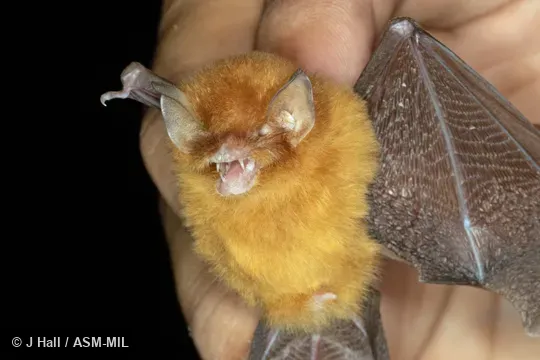 Formerly Natalus stramineus mexicanus.  Also as Mexican Greater Funnel-eared Bat.