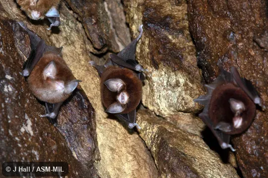 Formerly Natalus stramineus mexicanus.  Also as Mexican Greater Funnel-eared Bat.