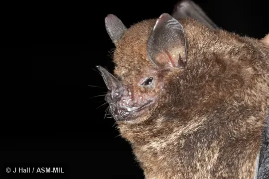 Individual of 1004874