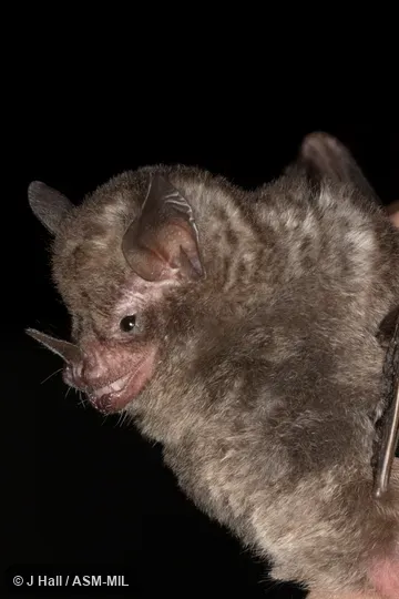 Individual of 1004878