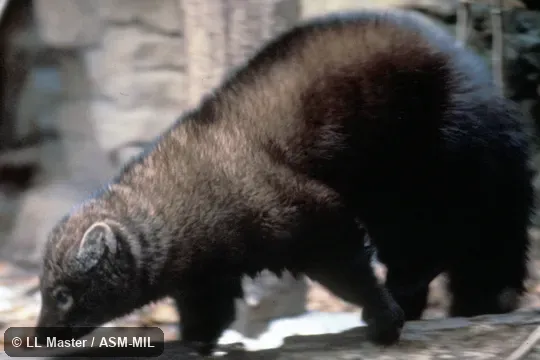 Oblique view.  Formerly as Martes pennanti.  Also as Pennant Marten.