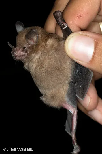 Also as Hahn's Short-tailed Bat.