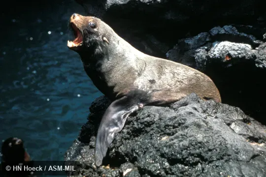 Side view, mouth open.  Formerly Arctophoca galapagoensis.  Also as Galapagos Islands Fur Seal.