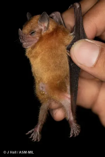 Formerly Sturnira lilium parvidens.