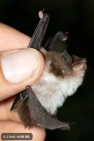 Individual of 1005097