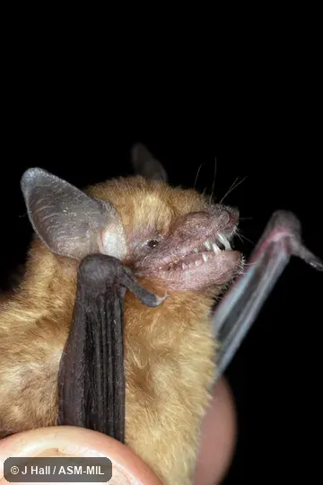 Formerly part of Rhogeessa tumida, Black-winged Little Yellow Bat.  Also as Bickham's Little Yellow Bat.