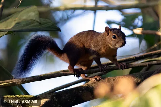 Also as Syntheosciurus granatensis or Syntheosciurus richmondi. Also as Syntheosciurus granatensis or Syntheosciurus richmondi.