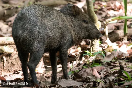 Formerly as Pecari tajacu or Pecari crassus.