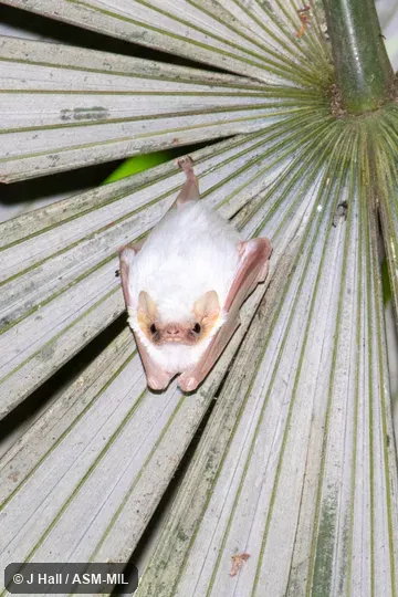 Also as White Ghost Bat.