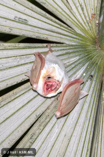 Also as White Ghost Bat.