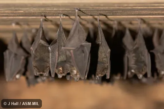 Shows very short first manual digit.  Also as Smoky Bat.