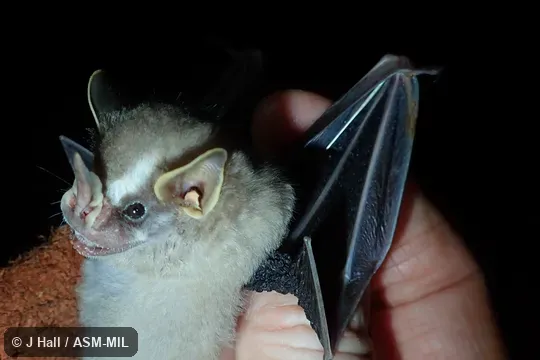 Formerly Artibeus phaeotis.  Identified by Fiona Reid.