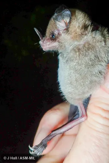 Identified by Fiona Reid.  Also as Niceforo's Bat.