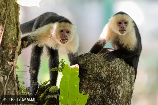 Formerly as Cebus imitator, Panamanian White-faced Capuchin.  Also as White-headed Capuchin, White-throated Capuchin.