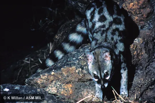Adult, facing camera, head, front feet, & tail visible.  Formerly Genetta maculata.  Also as Central African Large-spotted Genet.