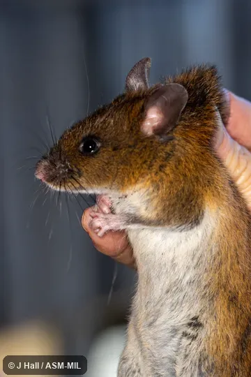 Formerly Oryzomys devius.  Also as Montane Rice Rat|Talamancan Oryzomys.