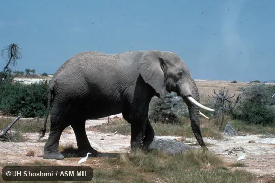 Side view of male.  Also as African Bush Elephant.