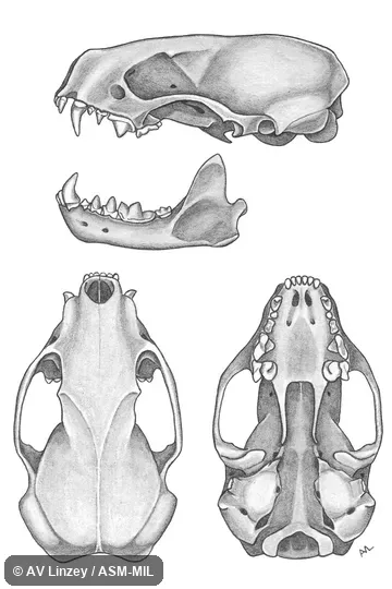 Skull & dentary.  United States National Museum #57038 Alabama, Hale County, Greensboro.  Formerly Eastern Spotted Skunk.