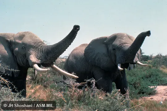 Two males trumpeting.  Also as African Bush Elephant.