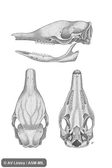 Skull & dentary.  University of South Alabama #824 Alabama, Mobile County, Tanner-Williams.  Formerly Dasypus novemcinctus mexicanus.  Also as Common Long-nosed Armadillo, Nine-banded Armadillo.