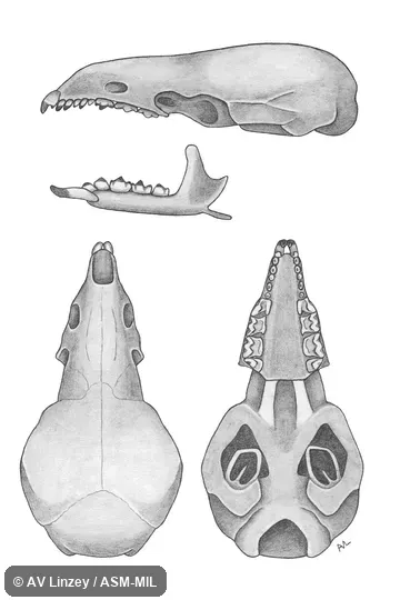 Skull & dentary.  Auburn University #1-2 Alabama, Barbour County, Clayton.  Formerly Soricomorpha.